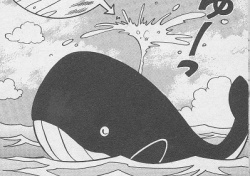 The whale spouting water